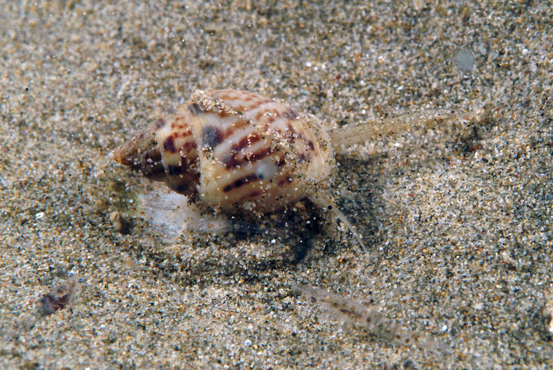 Nassarius mutabilis